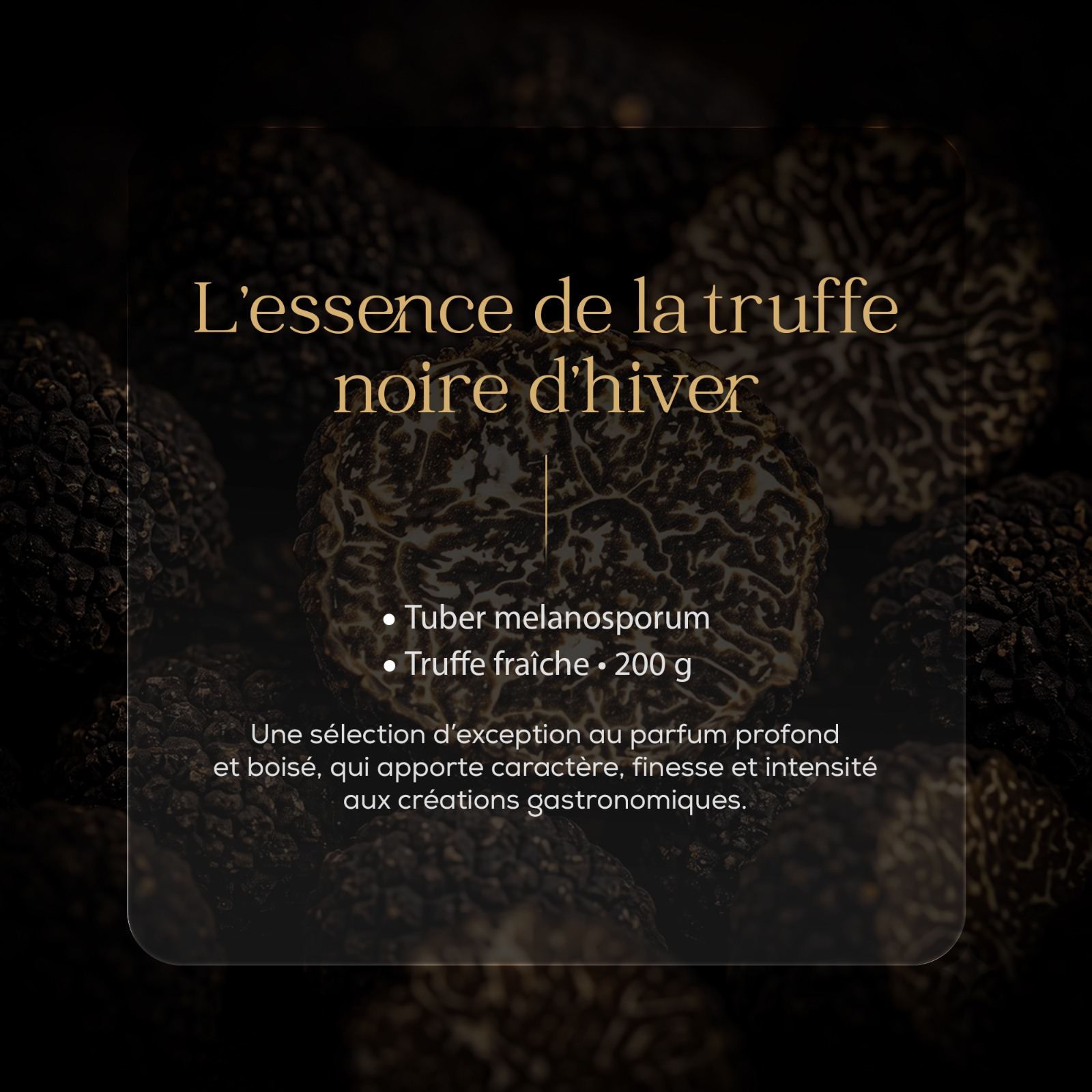 Truffe fraîche Tuber melanosporum, truffe noire d'hiver
