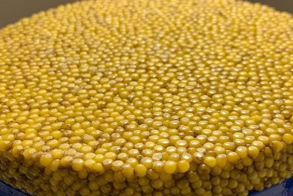 Caractéristiques du caviar beluga albinos