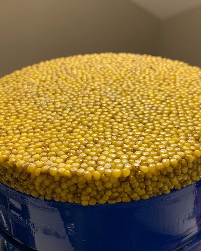 Caractéristiques du caviar beluga albinos